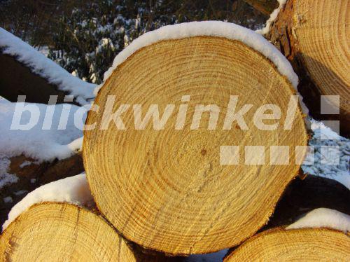 blickwinkel Foehre, Waldkiefer, Gemeine Kiefer (Pinus