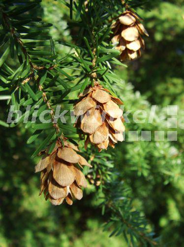 blickwinkel Westliche Hemlocktanne, Westliche HemlockTanne (Tsuga