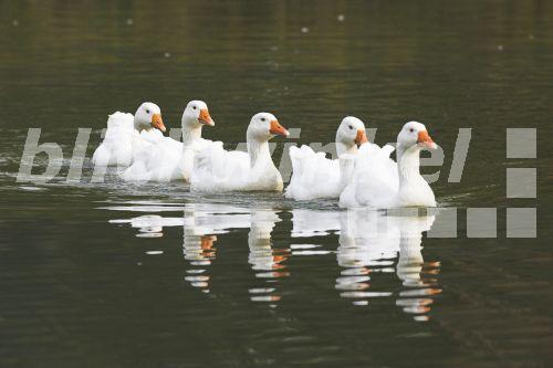 blickwinkel Hausgans (Anser anser f. domestica), auf Teich schwimmend