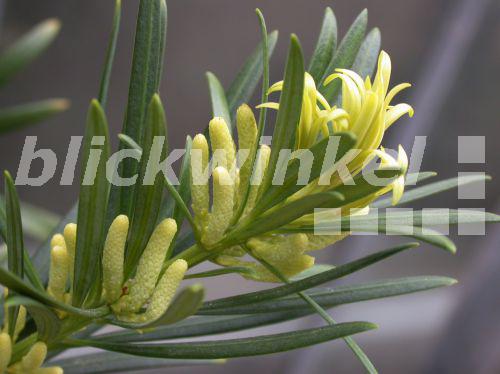 blickwinkel Schmalblaettrige Steineibe, Oleanderblaettrige Steineibe