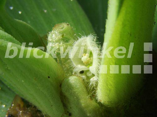 pistia stratiotes bluetenstand salat muschelblume wasser blickwinkel