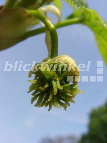 blickwinkel Amerikanischer Amberbaum, Storaxbaum, StoraxBaum