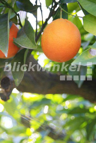 Blickwinkel Orangenbaum Apfelsinenbaum Citrus Sinensis Reife Frucht Balearen Mallorca Orange Tree Citrus Sinensis Mature Fruit Balearen Majorca Fotototo