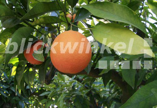 Apfelsinenbaum Samen Winterhart - 60 Stück Citrus Sinensis Für Garten