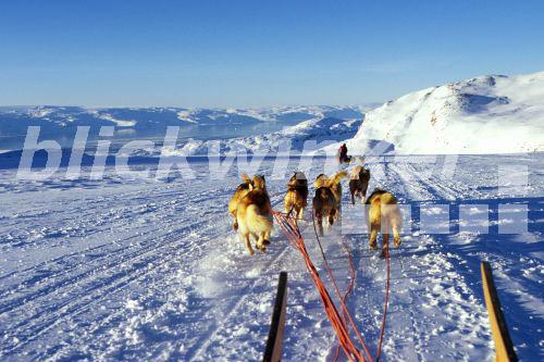 blickwinkel Groenlandhund, Grønlandshund (Canis lupus f. familiaris