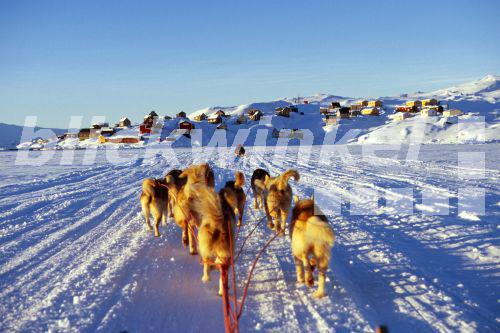 blickwinkel Groenlandhund, Grønlandshund (Canis lupus f. familiaris