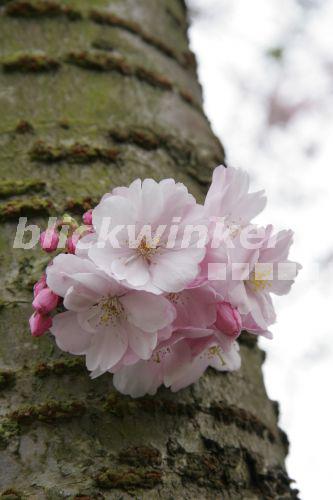 blickwinkel - Japanische Blueten-Kirsche, Japanische Bluetenkirsche