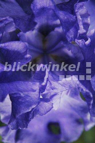 blickwinkel - Deutsche Schwertlilie, Deutsche Iris, Ritter ...
