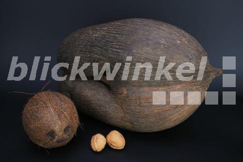 blickwinkel Seychellennusspalme, SeychellennussPalme