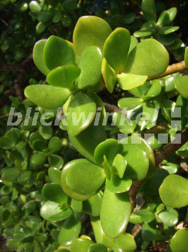 blickwinkel Dickblatt, Geldbaum, Fette Henne (Crassula ovata