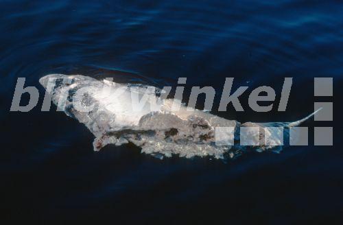 blickwinkel Zwergpottwal, ZwergPottwal (Kogia breviceps), Kadaver