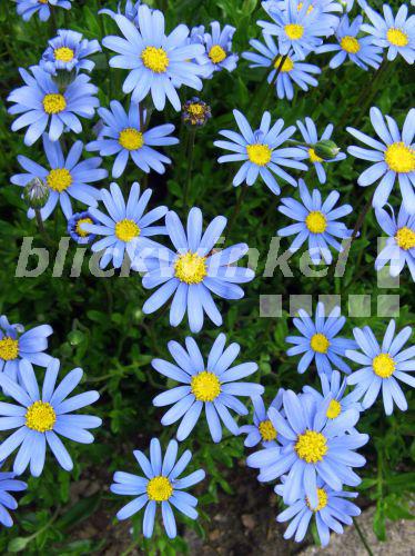 blickwinkel - Kapaster, Kap-Aster, Blaue Kapaster, Blaue Kap-Aster