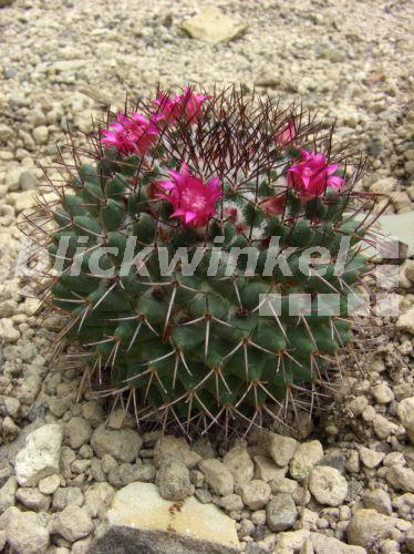 blickwinkel Warzenkaktus, Mammillaria magnimamma (Mammillaria