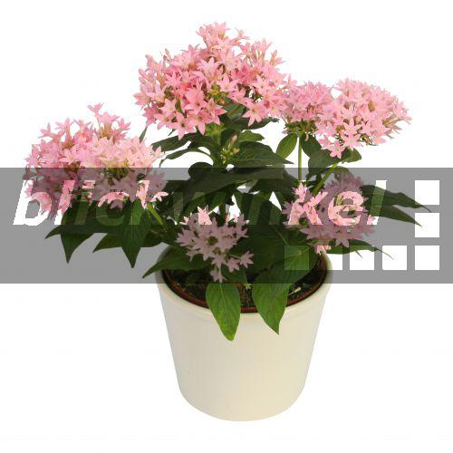Pentas (Pentas lanceolata), mit rosa Blueten in weissem Topf<BR>Egyptian Star Cluster, Star Cluster (Pentas lanceolata), with pink flowers in white pot - fotototo Pentas (Pentas lanceolata), mit rosa Blueten in weissem Topf<BR>Egyptian Star Cluster, Star Cluster (Pentas lanceolata), with pink flowers in white pot - fotototo