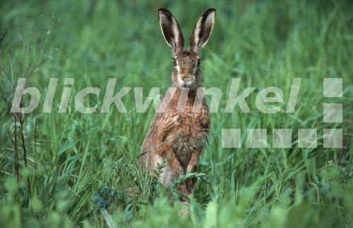 blickwinkel Europaeischer Hase, Europaeischer Feldhase