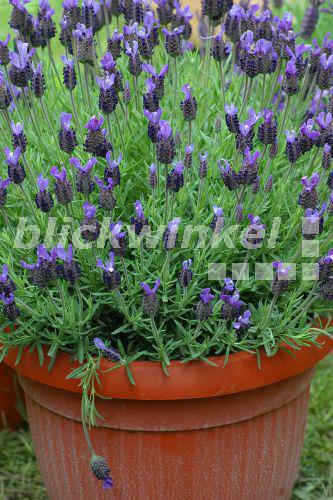 blickwinkel Schopflavendel, SchopfLavendel (Lavandula stoechas