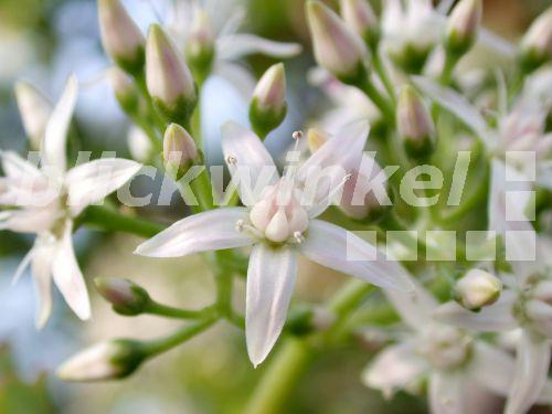 blickwinkel Dickblatt, Geldbaum, Fette Henne (Crassula ovata