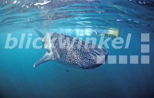 blickwinkel - Walhai (Rhincodon typus), groesste Fischart ...
