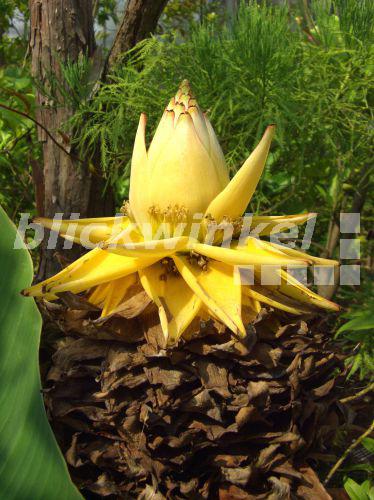 blickwinkel - Zwergbanane, Zwerg-Banane, Golden-Lotus-Banane, Yunnan-Zwergbanane ...