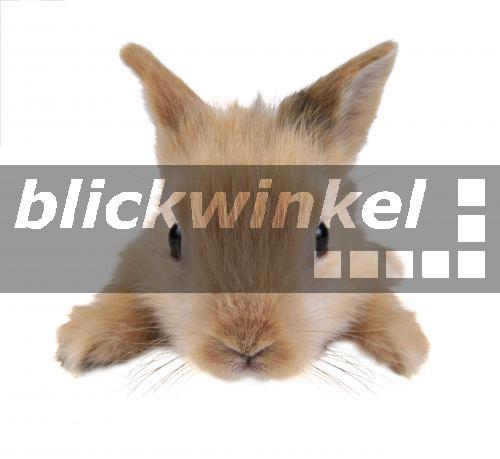 blickwinkel Hauskaninchen (Oryctolagus cuniculus f
