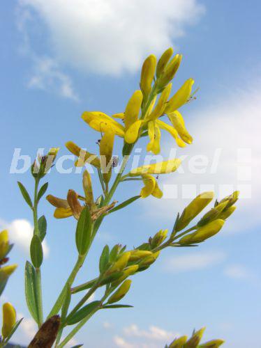 blickwinkel - Faerberginster, Faerber-Ginster ...