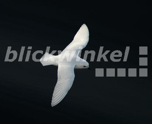 blickwinkel Schneesturmvogel, SchneeSturmvogel (Pagodroma nivea