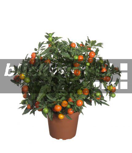 blickwinkel Korallenbaum. Korallenbaeumchen (Solanum pseudocapsicum
