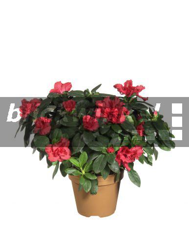blickwinkel Zimmerazalee, ZimmerAzalee, Indische Azalee, Japanische