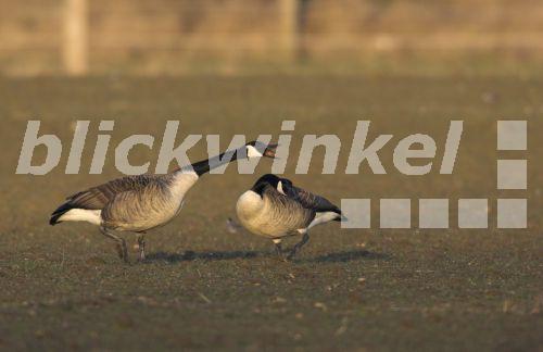 blickwinkel - Kanadagans, Kanada-Gans (Branta canadensis ...