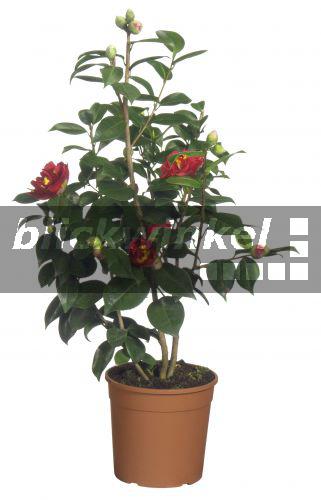 blickwinkel Japanische Kamelie, Kamelie (Camellia japonica
