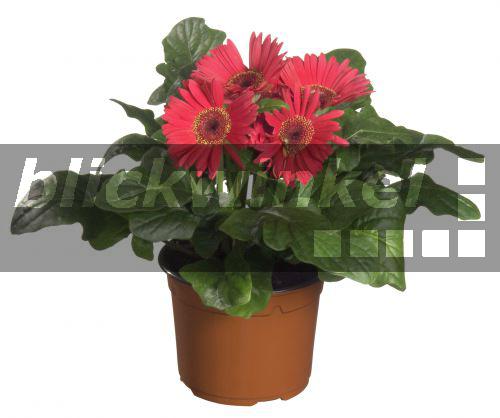 blickwinkel ZimmerGerbera, Zimmergerbera, Gerbera (Gerbera jamesonii