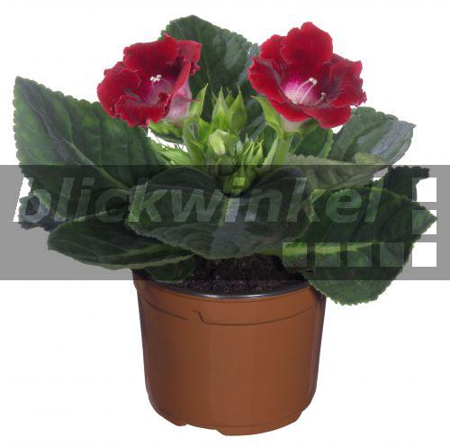 blickwinkel Gloxinie (Sinningia speciosaHybride), Topfpflanze, rot