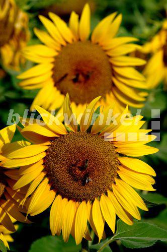 Goldregen Mit Naturrand Drechseln Und Kunsthandwerk