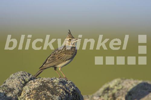 blickwinkel Theklalerche, TheklaLerche (Galerida malabarica