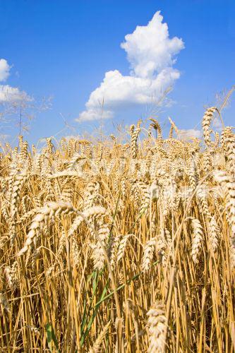 blickwinkel - Saat-Weizen, Weich-Weizen, Weizen (Triticum ...