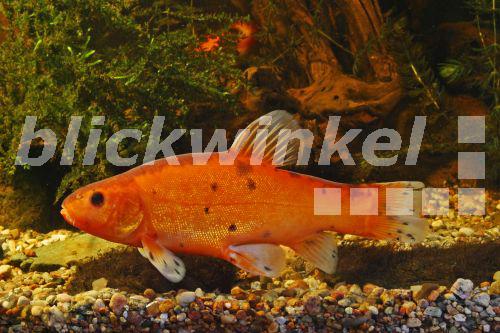 blickwinkel Goldschleie, Schleie, Schlei (Tinca tinca), Zuchtform