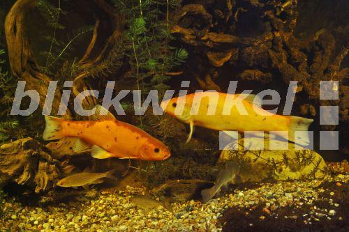 blickwinkel Goldschleie, Schleie, Schlei (Tinca tinca), Zuchtform