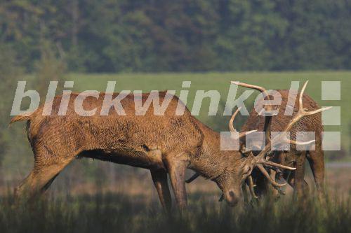 blickwinkel Rothirsch, RotHirsch, Edelhirsch, EdelHirsch (Cervus