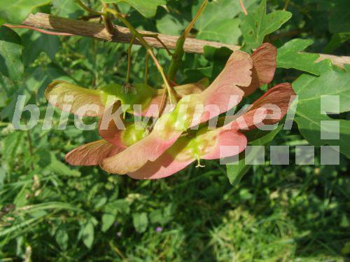 blickwinkel - Feldahorn, Feld-Ahorn (Acer campestre), reife Fruechte