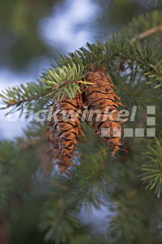 blickwinkel Douglasie, Douglastanne, DouglasTanne, Douglasfichte