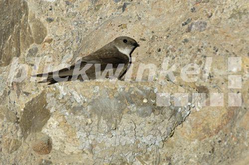 blickwinkel Felsenschwalbe, FelsenSchwalbe (Ptyonoprogne rupestris