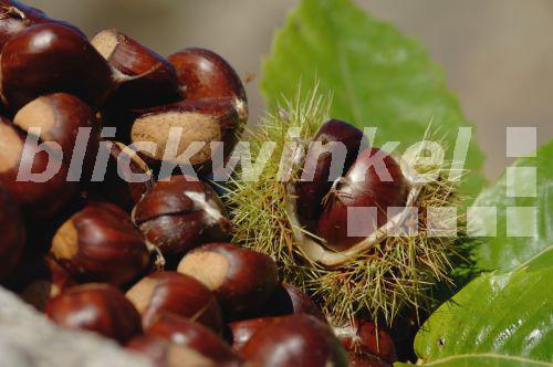 blickwinkel EdelKastanie, Edelkastanie, EssKastanie