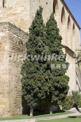 blickwinkel - Echte Zypresse, Italienische Zypresse, Mittelmeerzypresse
