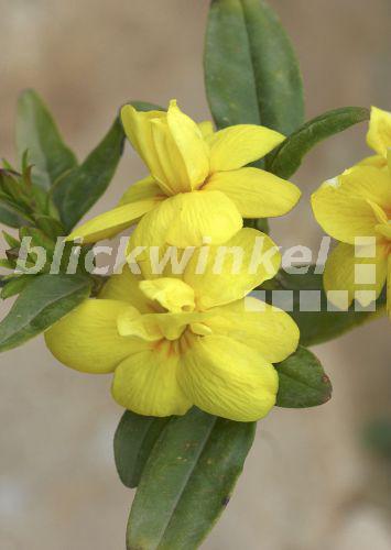 blickwinkel StrauchJasmin, Strauchjasmin (Jasminum fruticans