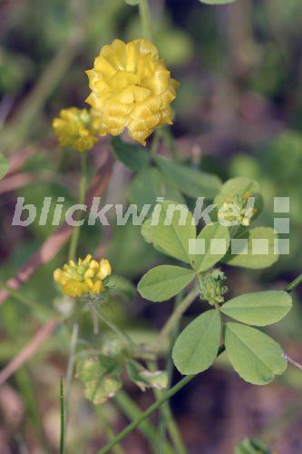 Blickwinkel Feld Klee Gelber Acker Klee Trifolium Campestre blickwinkel-feld-klee-gelber-acker-klee-trifolium-campestre