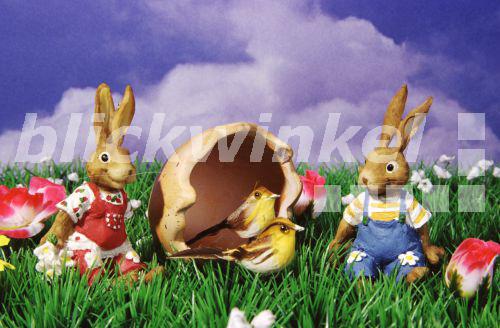 blickwinkel Osterhasen mit Voegeln easter bunnies with blickwinkel Osterhasen mit Voegeln easter bunnies with