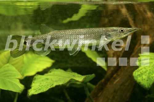 blickwinkel Hechtsalmler (Ctenolucius hujeta), Maennchen 15 cm