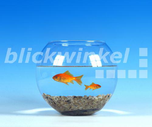 Goldfisch Im Glas Halten Ohne Pumpe blickwinkel - Goldfisch, Goldkarausche (Carassius auratus), im