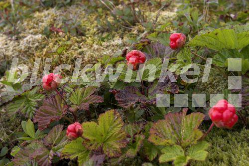blickwinkel Moltebeere, Torfbrombeere, TorfBrombeere (Rubus