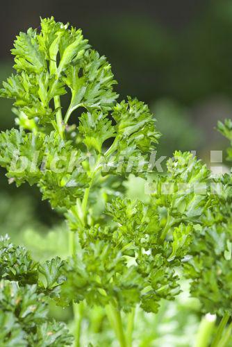 blickwinkel Krause Petersilie, GartenPetersilie (Petroselinum